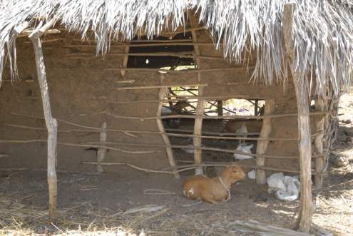 Als Viehstall dienender Teil des Geb&auml;udes.