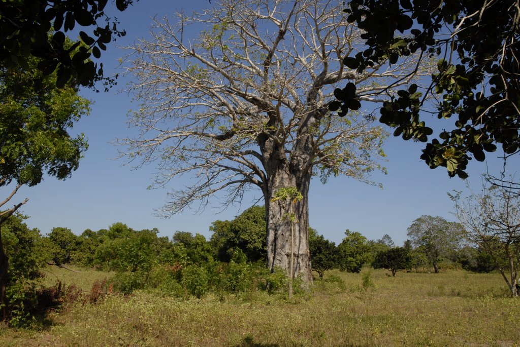 In der Umgebung sahen wir diesen kr&auml;ftigen Baobab-Baum, eine f&uuml;r Ostafrika typische Pflanze, die im deutschen Sprachraum auch als Affenbrotbaum bekannt ist (botanischer Name: Adansonia digitata; in Kiswahili wird der Baum von den Einheimischen Mbuyu genannt).