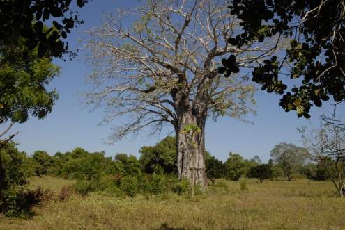 In der Umgebung sahen wir diesen kr&auml;ftigen Baobab-Baum, eine f&uuml;r Ostafrika typische Pflanze, die im deutschen Sprachraum auch als Affenbrotbaum bekannt ist (botanischer Name: Adansonia digitata; in Kiswahili wird der Baum von den Einheimischen Mbuyu genannt).