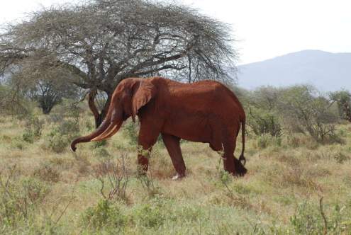 Elephant in the national park.