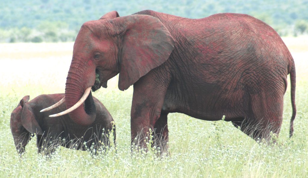 Elephant cow with her calf.