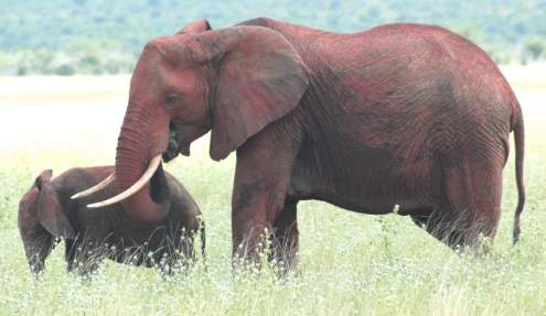 Elephant cow with her calf.