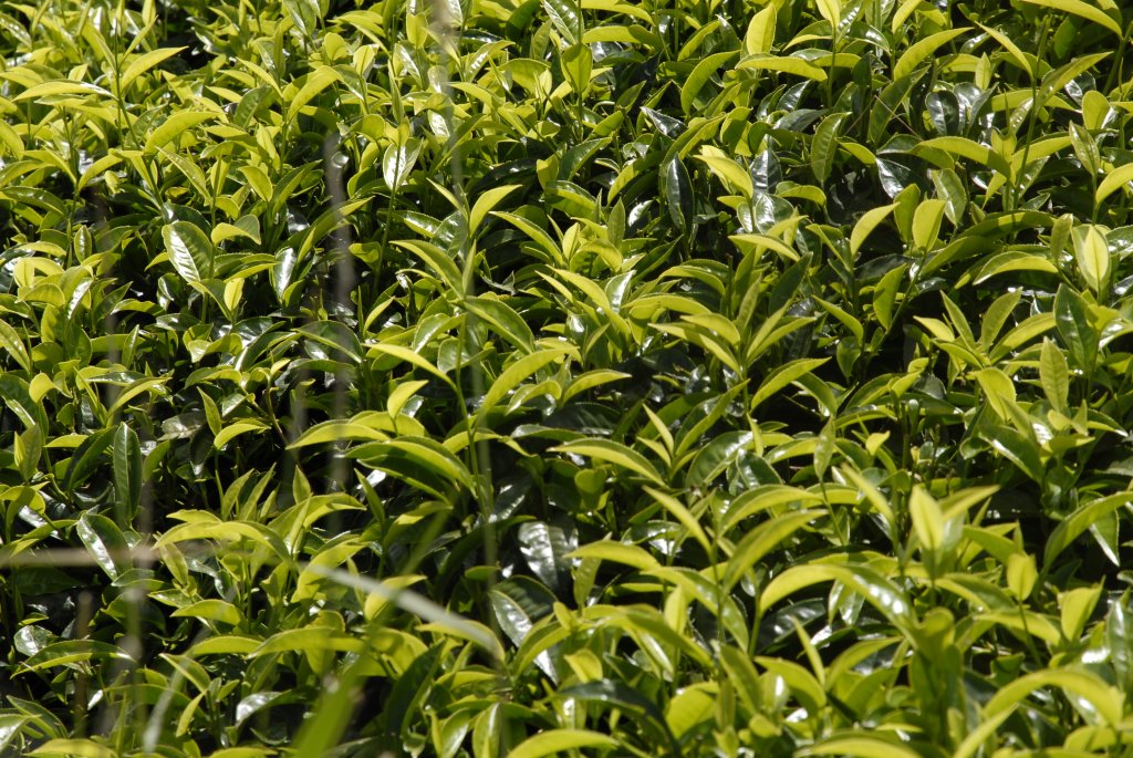 Tea — another characteristic agricultural product of the Kenyan highlands.