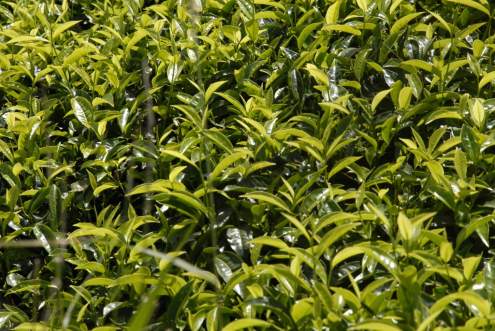 Tea — another characteristic agricultural product of the Kenyan highlands.