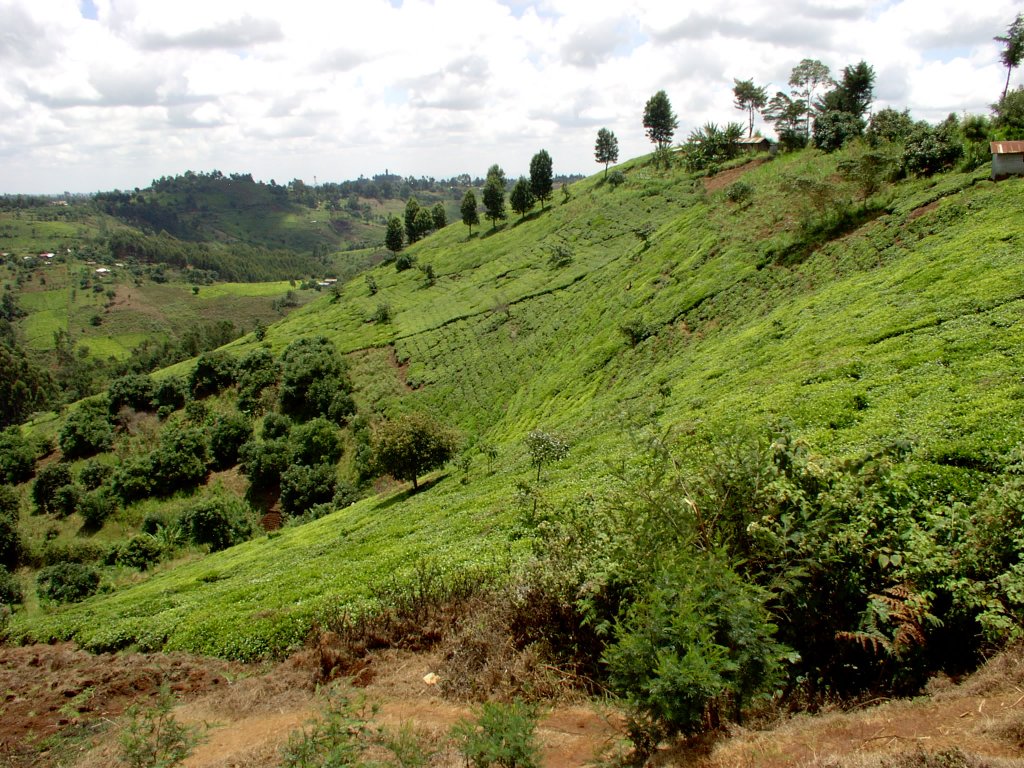 Tea plantations in the highlands near the Aberdares Range, approximately 100 miles north of Nairobi.