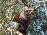 Beehive boxes in their treetop home.