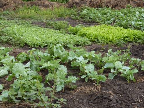 Cultivation of <em>suma wiki</em>, a spinach-like vegetable.