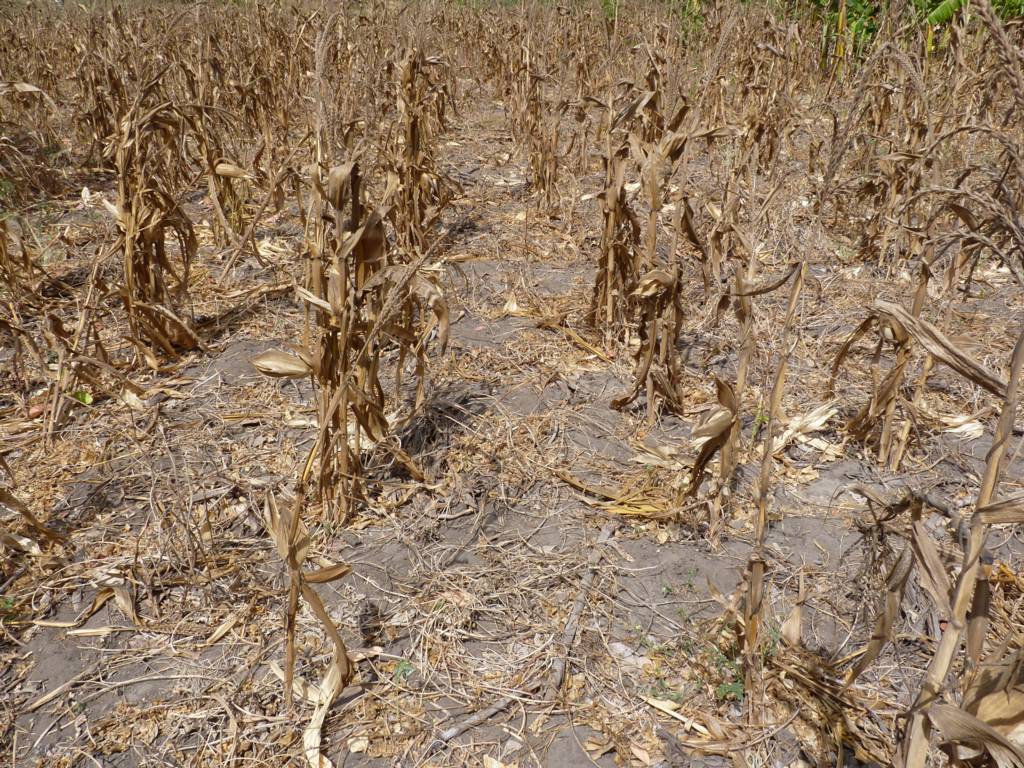 Parched maize field near Baharini — dried up due to drought.