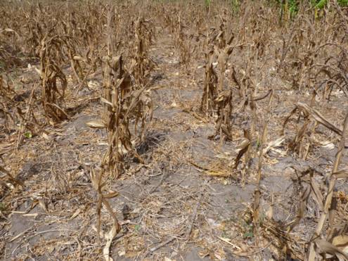 Parched maize field near Baharini — dried up due to drought.