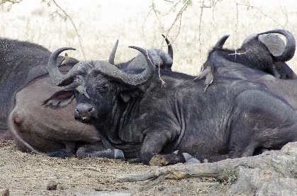 Wildlebende B&uuml;ffel.