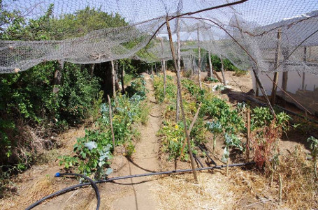 Gem&uuml;seanbau in Doldol (siehe Text).