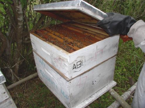 Bienenstock (vom Verein finanziertes Wildbienenprojekt in Wema).